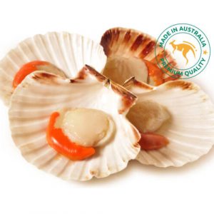 Sò Điệp Úc Tasmania Nguyên Con