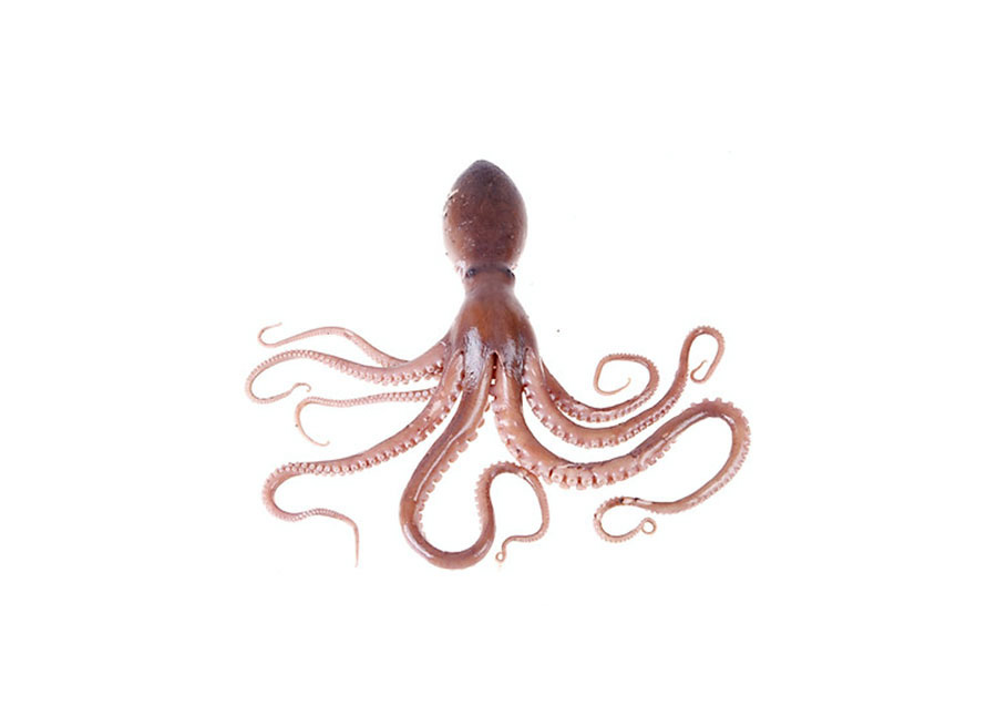 bach-tuot-size-nho-loai-1kg