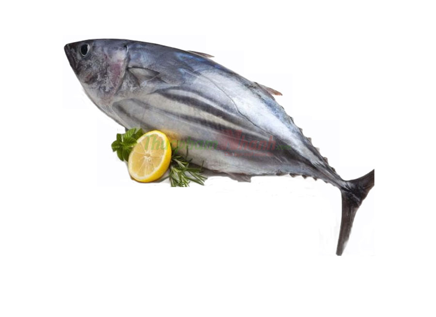 ca-ngu-dai-duong-nho-lam-sach-cap-dong