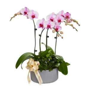 Congratulatory Flowers 5